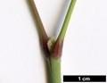 SpeciesSub: subsp. californicum var. texanum SpeciesSub: subsp. californicum var. texanum